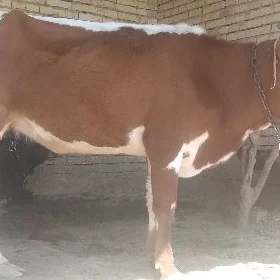 Gysyr sygyr
