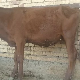 Gulajyn