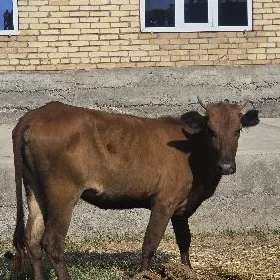hojek