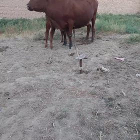 Sygyr