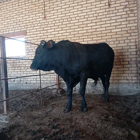 окуз
