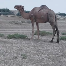 duye erkek