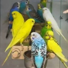 popugay pabugai