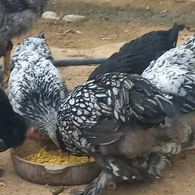 brama silver