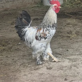 Towuk (brahma paroda)