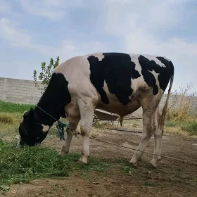 ala öküz