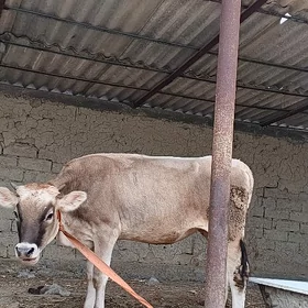 Tuwe göle