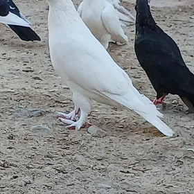Kepderi