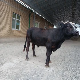 öküz
