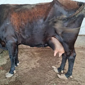 goleli sygyr