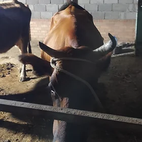 gysyr sygyr