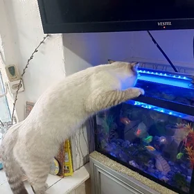 кот