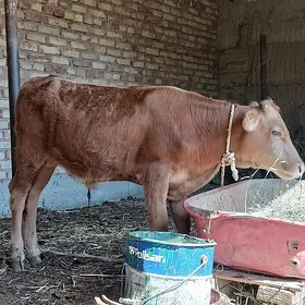 TOHUM ŞIWET ÖKÜZ 7 AÝLYK