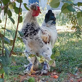 balakli horaz