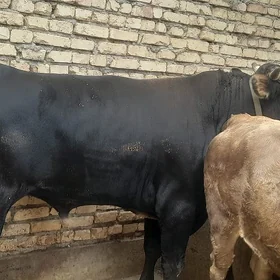 öküz