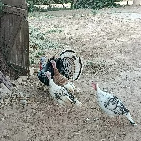 induk. owan paroda