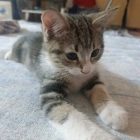 Pişik