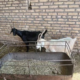 2 гечи (geçi) ишдаси онат
