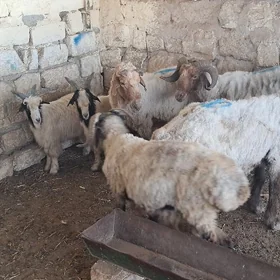 goç teke
