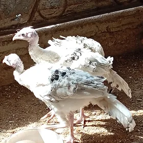 induk juyje