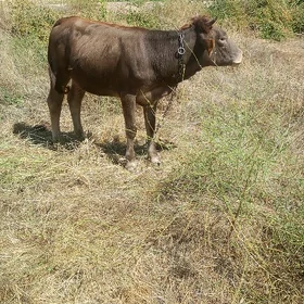 Tuwe