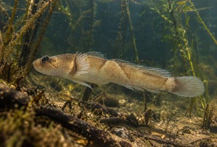 В Каспийском море обнаружили два новых вида рыб