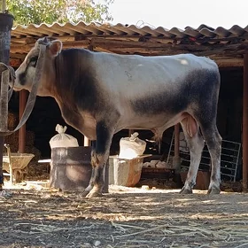 Şwes öküz