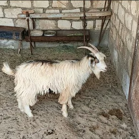 Çebiş