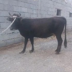 bogaz sygyr