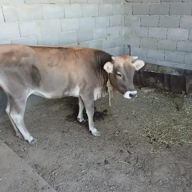 tüwe