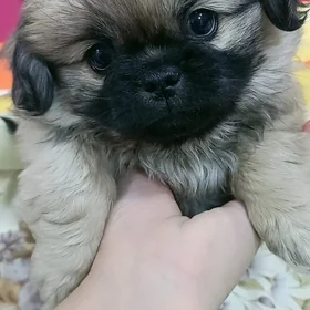 Пекинес