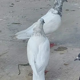 kepderi
