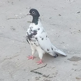 kepderi