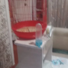 клетка для дамашных питичек