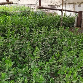 limon nahal