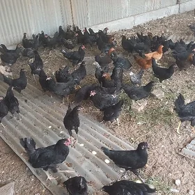 Ataks paroda horazlar 5 aýlyk