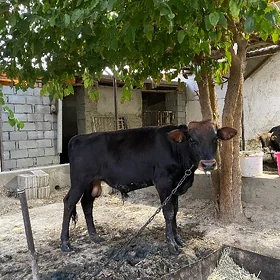 ÖKİZCE