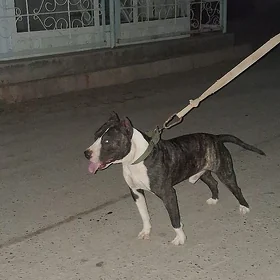 pidbul