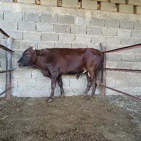 oküz