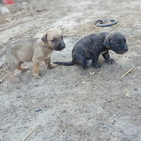 Кане Корсо