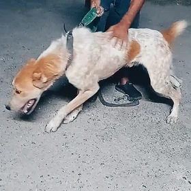 alawaŷ