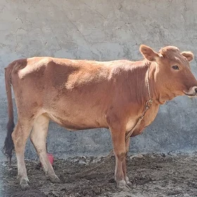 gulajyn gole