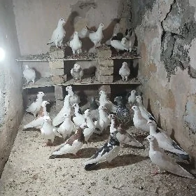 kepderi