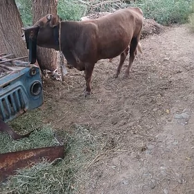 okiz