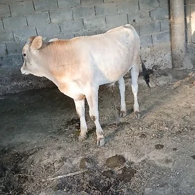 Öküz