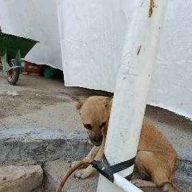 сабака