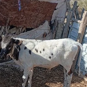Göle