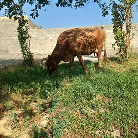 Goleli sygyr