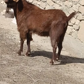 MİTİS TEKE