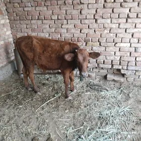 okuzce
